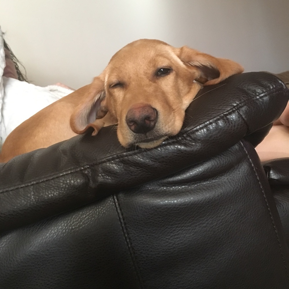 Meet your Posher, Troy